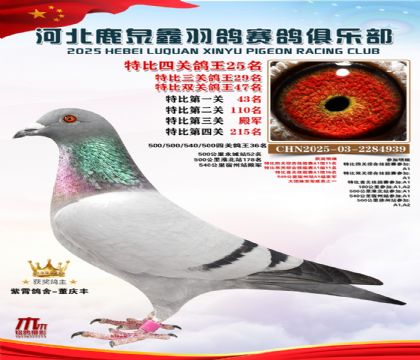 特比四關(guān)鴿王25名