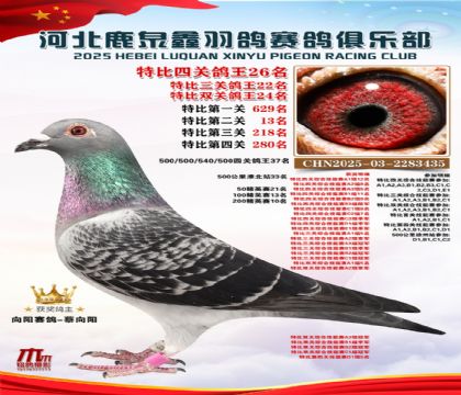 特比四關(guān)鴿王26名