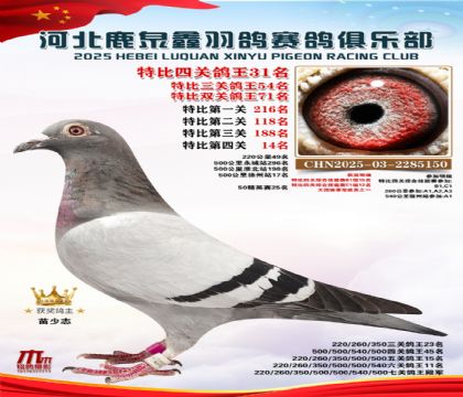 特比四關(guān)鴿王31名(七關(guān)鴿王4名)