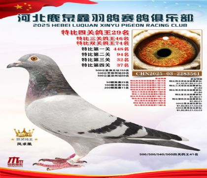 特比四關(guān)鴿王29名