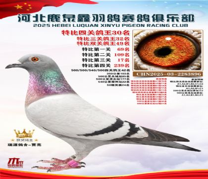 特比四關(guān)鴿王30名