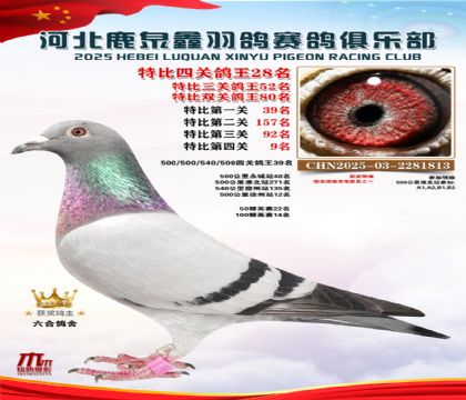 特比四關(guān)鴿王28名