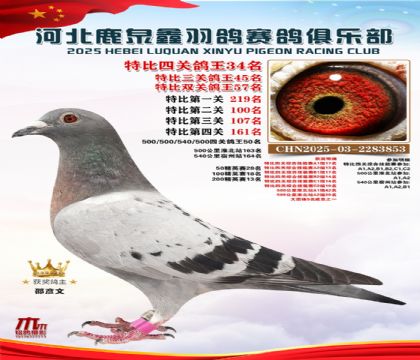 特比四關(guān)鴿王34名
