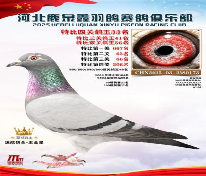 特比四關(guān)鴿王33名