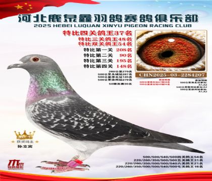 特比四關(guān)鴿王37名