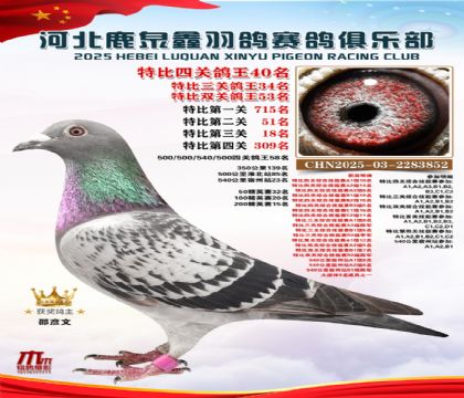 特比四關(guān)鴿王40名