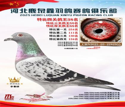 特比四關(guān)鴿王38名