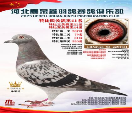 特比四關(guān)鴿王41名