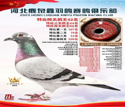 特比四關(guān)鴿王42名