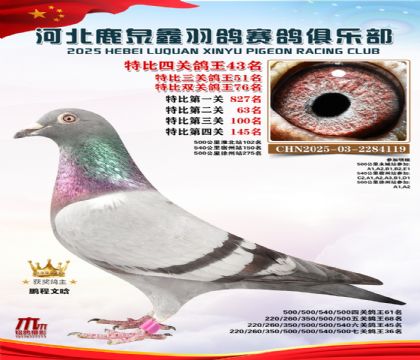 特比四關(guān)鴿王43名