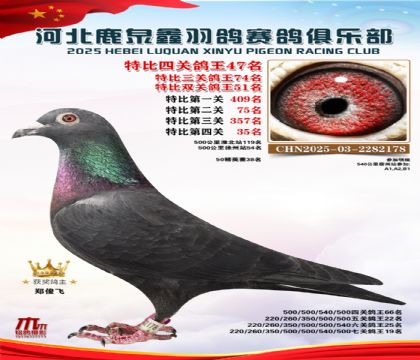 特比四關(guān)鴿王47名