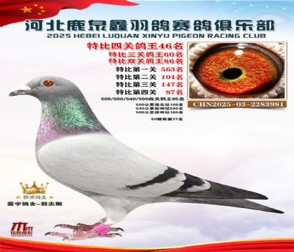 特比四關(guān)鴿王46名