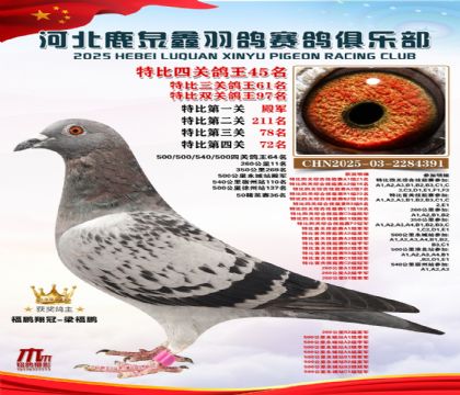 特比四關(guān)鴿王45名
