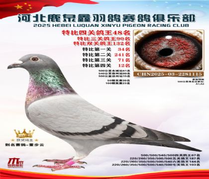 特比四關(guān)鴿王48名