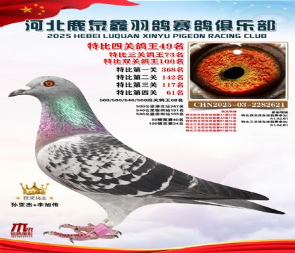 特比四關(guān)鴿王49名