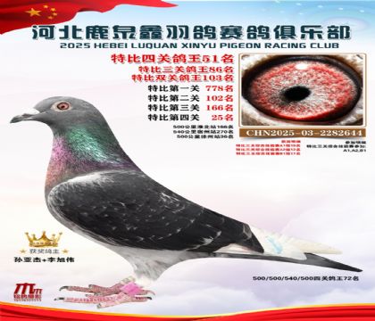 特比四關(guān)鴿王51名