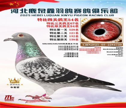 特比四關(guān)鴿王54名