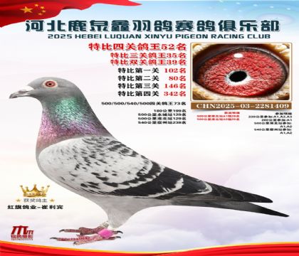 特比四關(guān)鴿王52名