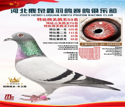 特比四關(guān)鴿王53名