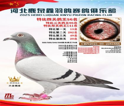 特比四關(guān)鴿王56名