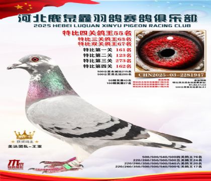 特比四關(guān)鴿王55名