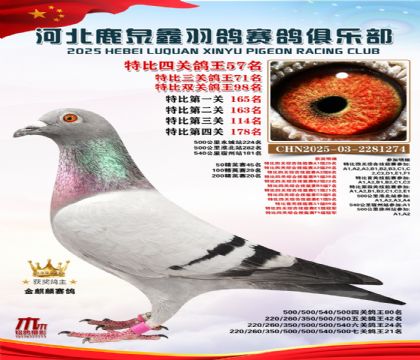 特比四關(guān)鴿王57名