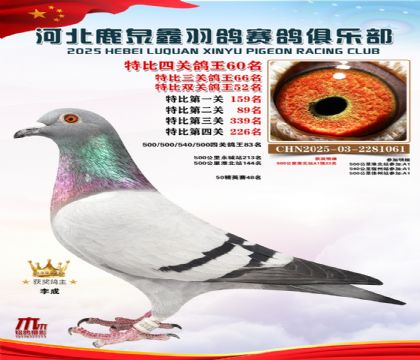 特比四關(guān)鴿王60名