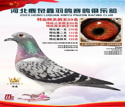 特比四關(guān)鴿王59名