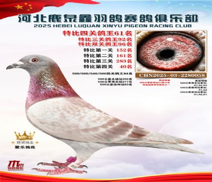 特比四關(guān)鴿王61名