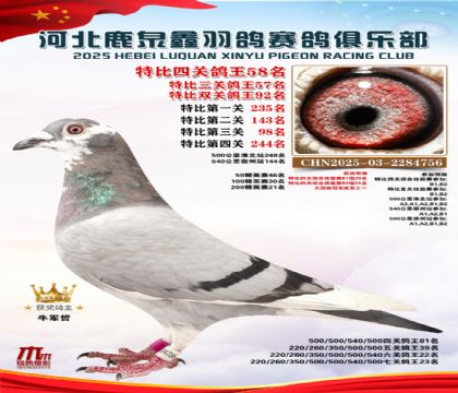 特比四關(guān)鴿王58名
