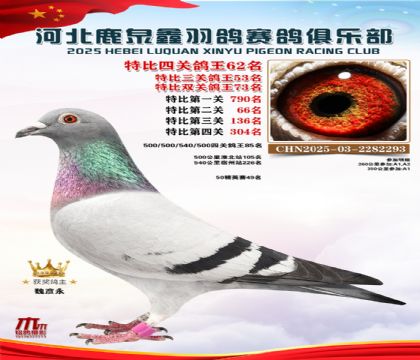 特比四關(guān)鴿王62名