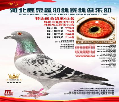 特比四關(guān)鴿王63名