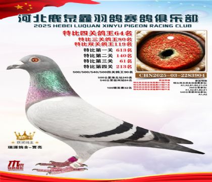 特比四關(guān)鴿王64名