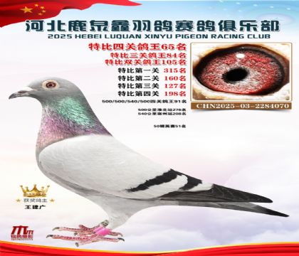 特比四關(guān)鴿王65名