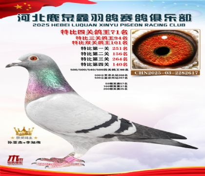 特比四關(guān)鴿王71名