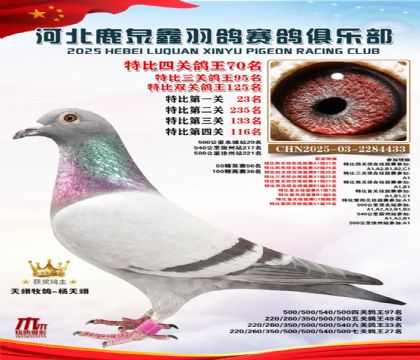 特比四關(guān)鴿王70名