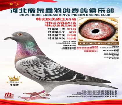特比四關(guān)鴿王68名