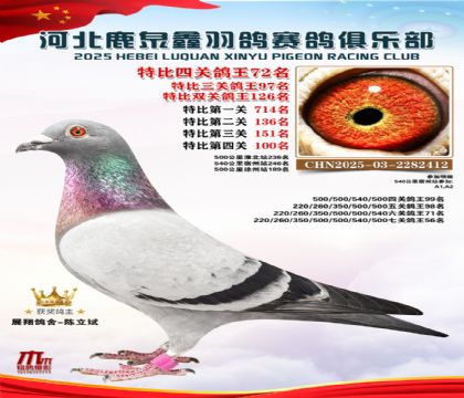 特比四關(guān)鴿王72名