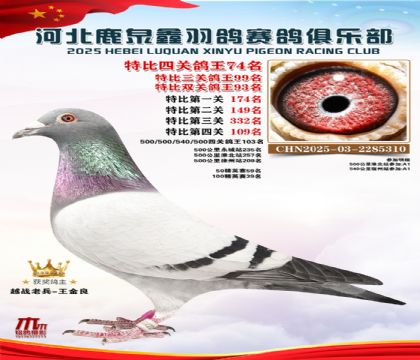 特比四關(guān)鴿王74名