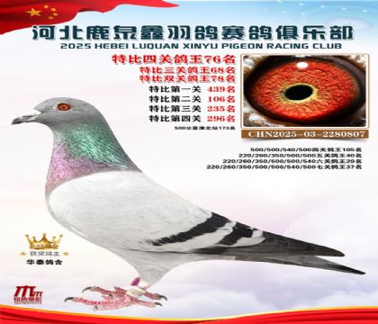 特比四關(guān)鴿王76名