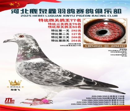 特比四關(guān)鴿王77名