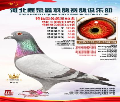 特比四關(guān)鴿王80名