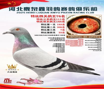 特比四關(guān)鴿王78名