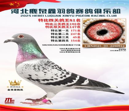 特比四關(guān)鴿王81名