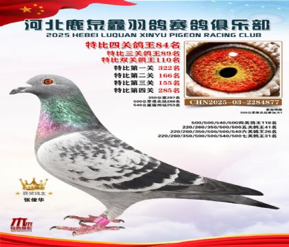 特比四關(guān)鴿王84名