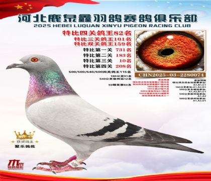特比四關(guān)鴿王82名