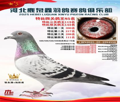 特比四關(guān)鴿王85名
