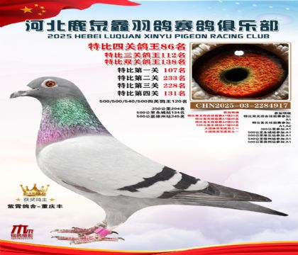 特比四關(guān)鴿王86名