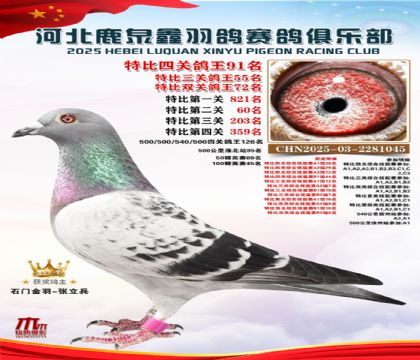 特比四關(guān)鴿王91名