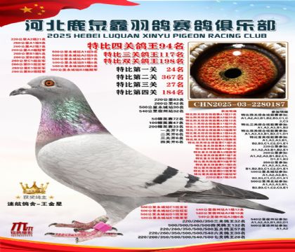 特比四關(guān)鴿王94名